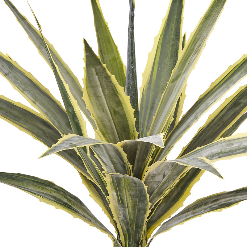 Agave 38 "en pot