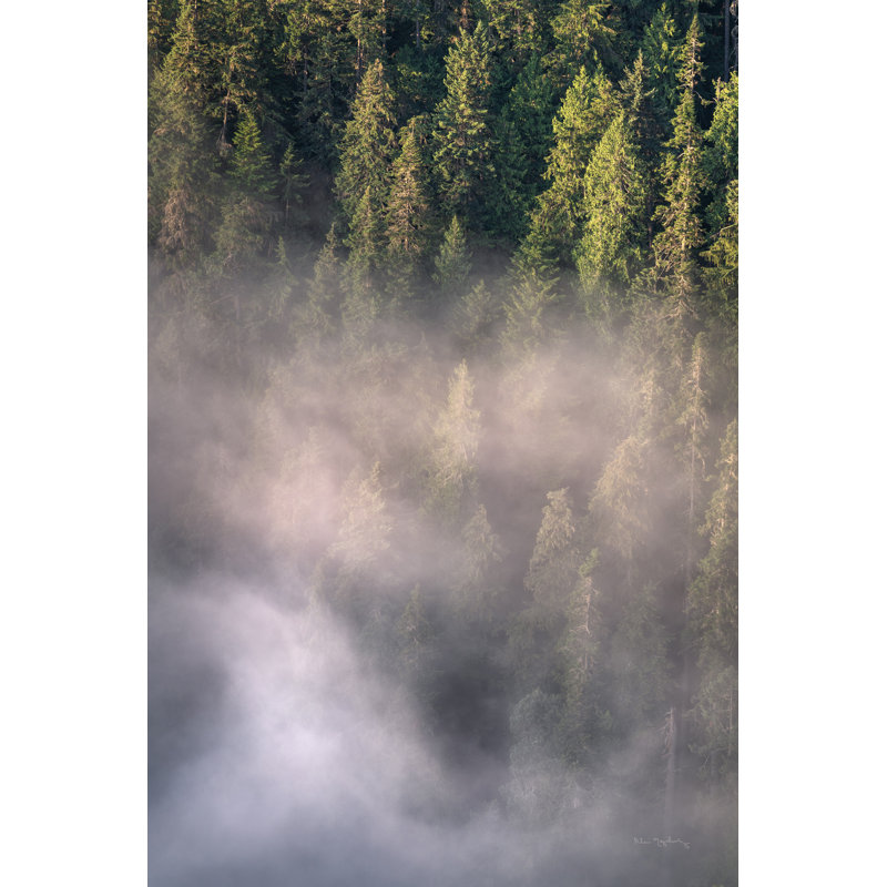 Brouillard et forêt II - photographie, H 48 po x l 32 po, Toile tendue