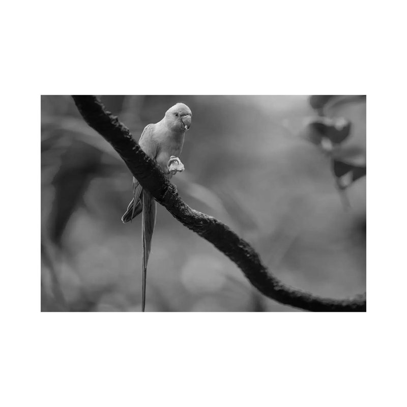Rose-ringed Parakeet feeding, Jurong Bird Park, Singapore 1 Piece Wall Art on Canvas, 30.48 cm H x 45.72 cm W, Canvas