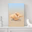 Coquillage sur fond de sable serein, abstrait et bord de mer-1461313890