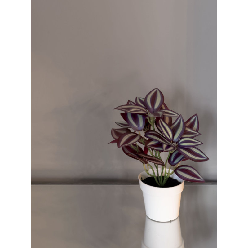 11 po sourcine mauve
