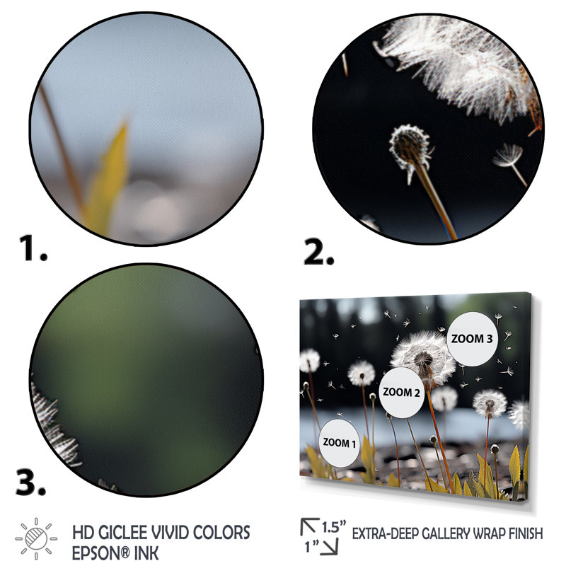 «White Black Dandelion Whispers I», reproduction sur toile, Cadre naturel flottant, H 16 po x l 32 po x P 1 po