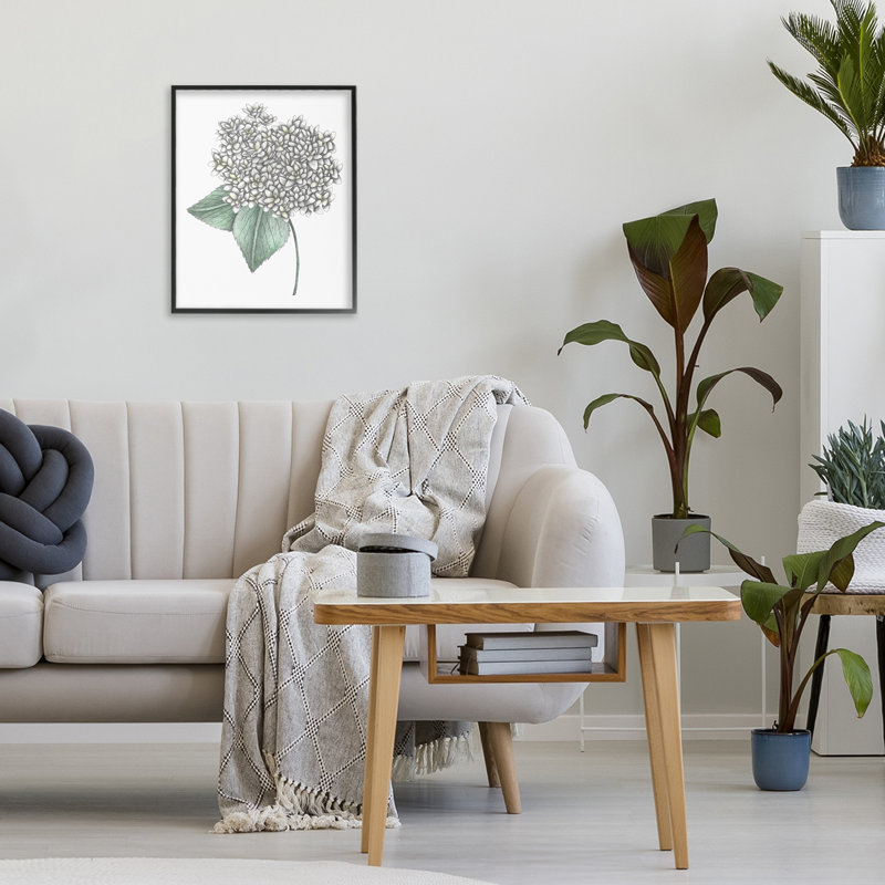 Croquis d'hydrangées blanches, giclée encadrée par Cecilia Battaini, H 14 po x l 11 po, Giclée encadrée noir minuit