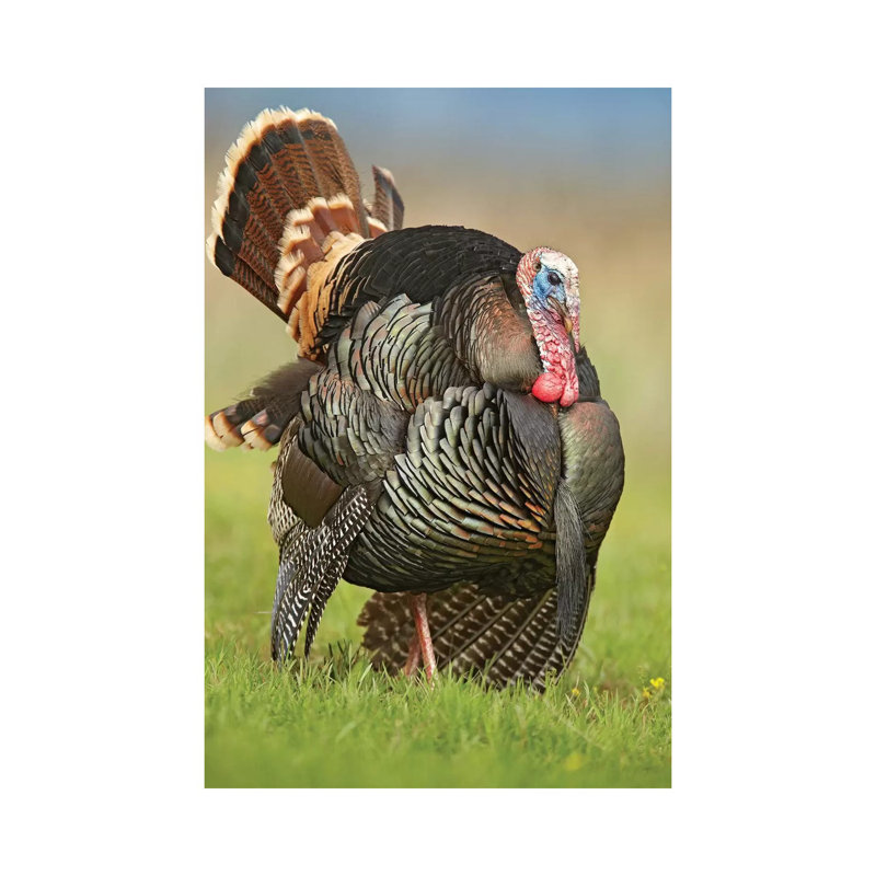 Wild Turkey Male In Courtship Display, Palo Duro Canyon State Park, Texas I by Tim Fitzharris - Wrapped Canvas Print