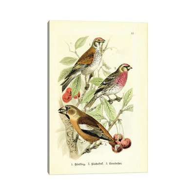 Hawfinch And Friends by Tina Higgins - No Frame Gallery-Wrapped Canvas Giclée on Canvas