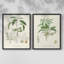 Impression encadrée botanique antique I-Premium - prête à être accrochée - aucun clou requis-1627489717-1627489718