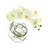 Whisman Orchid Arrangement in Round Glass Vase with Vines-993553597