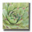 «Garden Succulents 4 Color» par Laura Marshall, art mural sur toile-1658700400