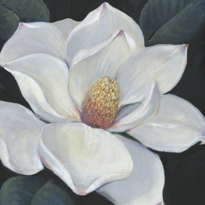 Blooming Magnolia II by Tim O'Toole - Wrapped Canvas Painting, 30cm H x 30cm W