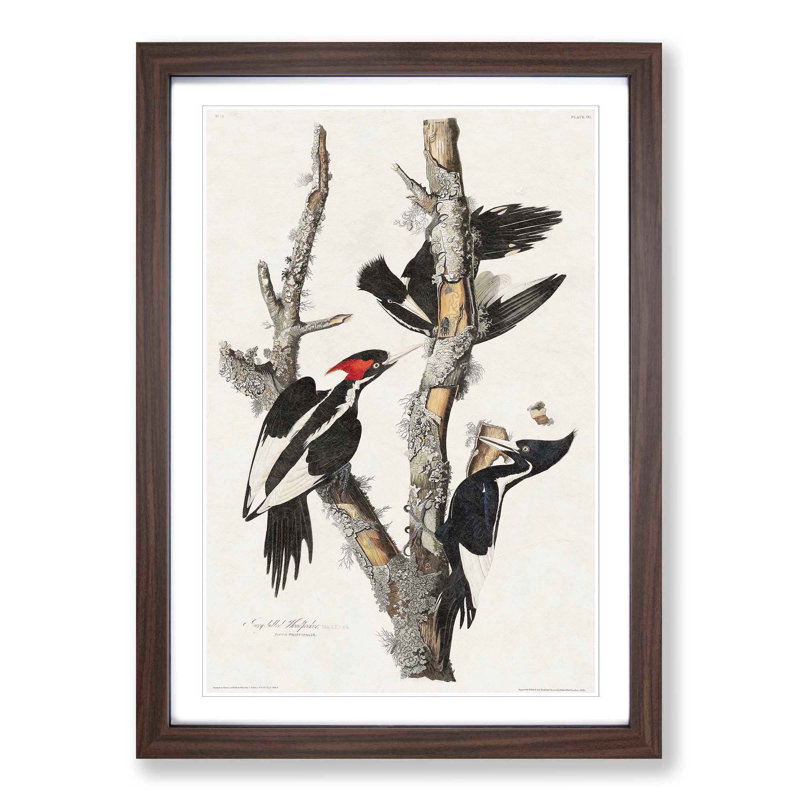 Ivory Billed Woodpeckers by John Audubon - Framed Print, Walnut Framed, 36cm H x 27cm W x 2cm D