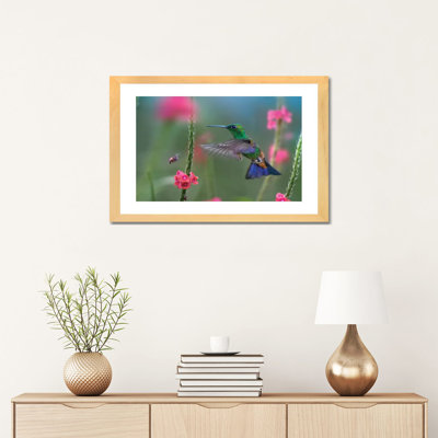 «Copper Rumped Hummingbird» par Tim Fitzharris - reproduction de photo