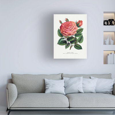 Bolog Botanical Specimen Rochester Pink Rose, Glorie De Dijon Lithograph Canvas Art