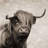 Highland cattle sepia - 32"x32" art on canvas