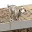 Duke Wood Decorative Box
