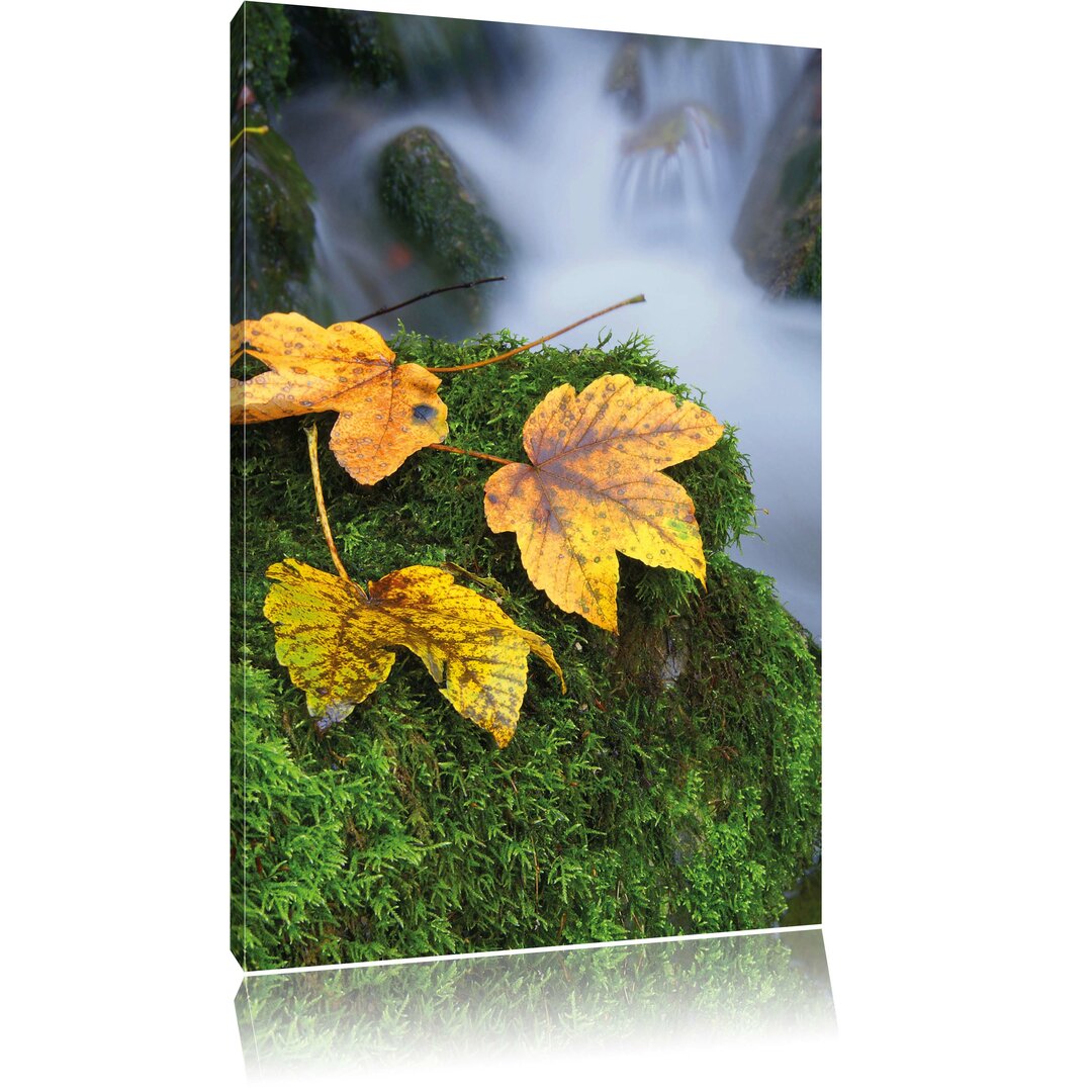 Leinwandbild Herbst Steine bunte Blätter Moos Gräser Wald, Fotodruck