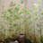 Bamboo Stem-976947545