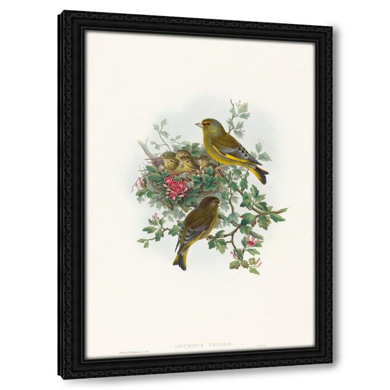 Ligurinus chloris (Greenfinch), 32" H x 23" W