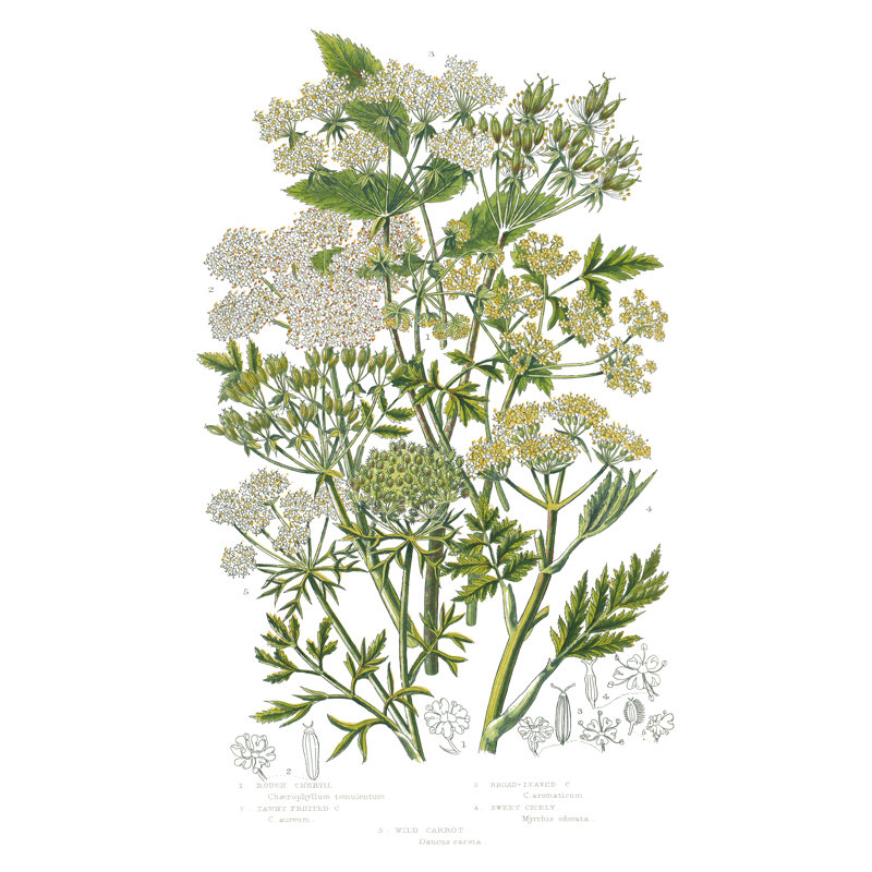 Flowering Plants III by Wild Apple Portfolio - Wrapped Canvas Print, 122cm H x 81cm W