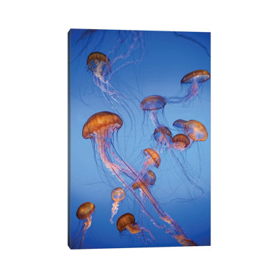 Pacific Sea Nettle Jellyfish, Captive, California by Jeff Foott - Wrapped Canvas Photograph
