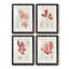 Vintage Coral Study I - Ensemble de 4 reproductions de cadres photo-1130742209-1130742215