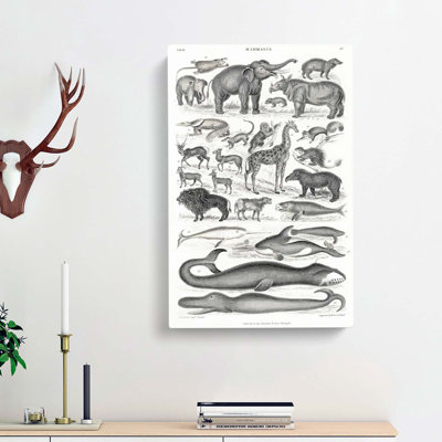 Study Of Mammals LV by Oliver Goldsmith - Wrapped Canvas Print