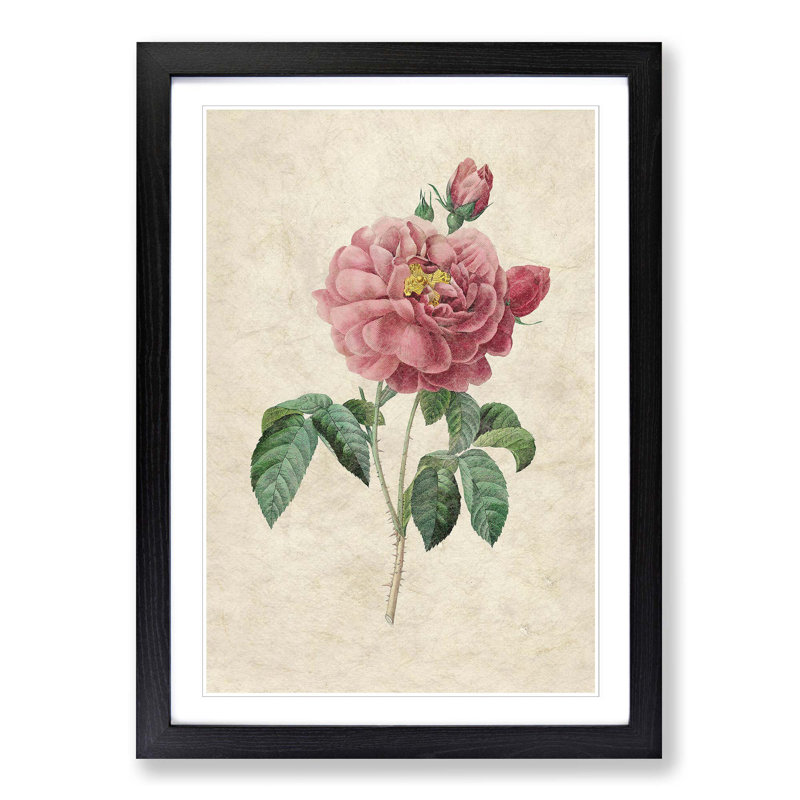 Pink Blush Cabbage Rose by Pierre-Joseph Redoute - Picture Frame Painting Print, Black Framed, 36cm H x 27cm W x 2cm D