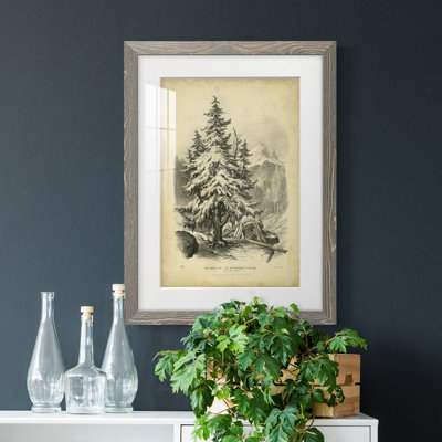 " The Spruce "