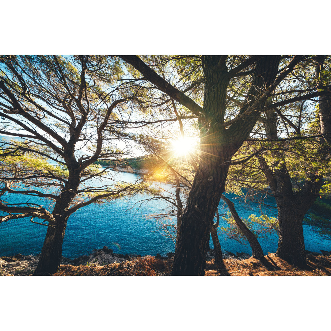 Pine Trees By The Sea von Borchee - Drucken