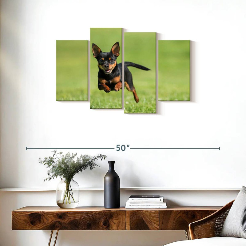 Chihuahua Sprint Brampt, H 22 po x l 36 po