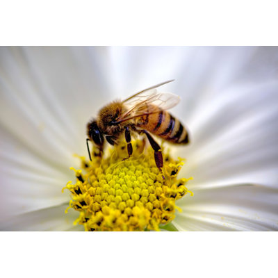 Beaumont Bee - Wrapped Canvas Print
