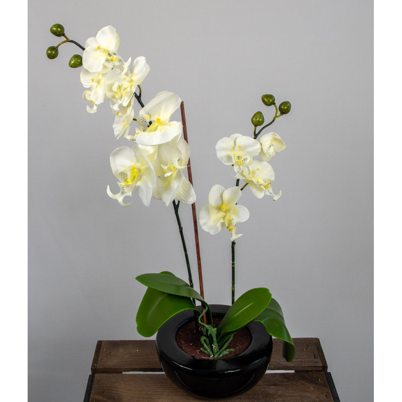 25cm Faux Orchid Plant in Ceramic Pot, Cream