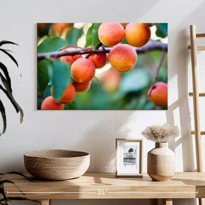 Yarlin Apricots For Harvest