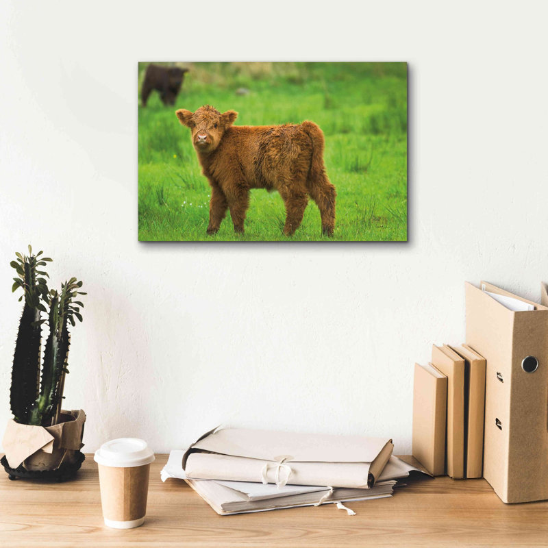 «Scottish Highland Cattle X» par Alan Majchrowicz, estampe numérique sur toile, L 18 po x H 12 po