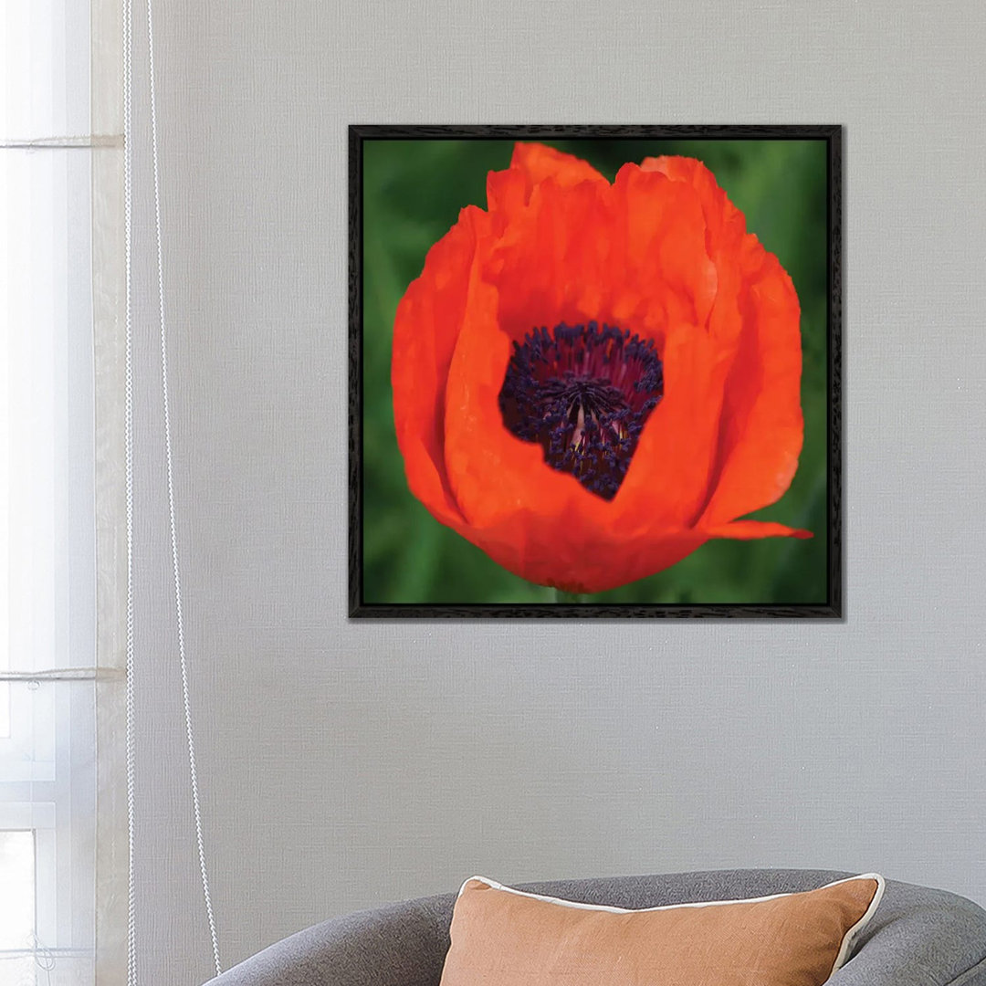 Orange Poppy I von Savanah Plank - Galerie-verpackte Leinwand Giclée auf Leinwand