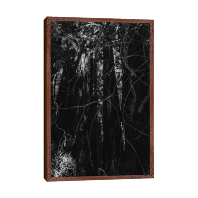 Redwood Forest XIII by Bethany Young - Print on Canvas