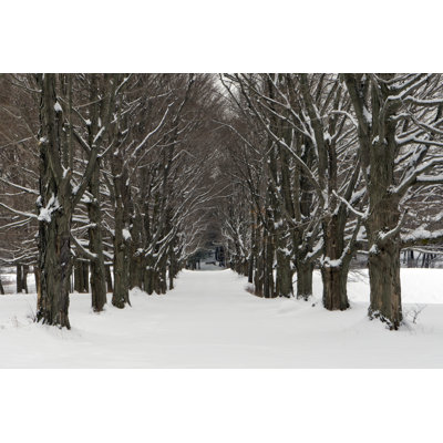 Four Seasons Tree Alley by Gmcoop