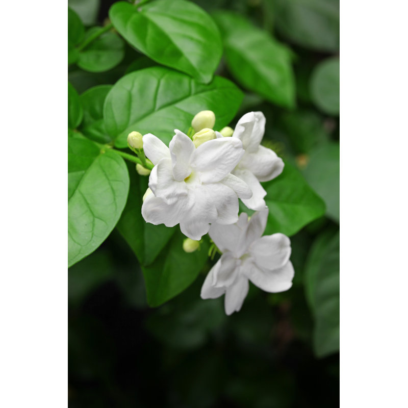 Jasmine Tea Flower by Bonchan - Wrapped Canvas Print, 30cm H x 20cm W