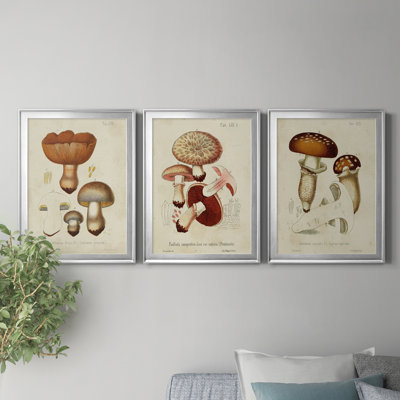 " Mushroom Varieties I " 3 - Pieces Painting Print