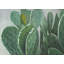 Paddle cactus - exotique botanique