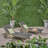 Outdoor Solid Wood Frame Recliner Set of 2 with Pull Out Tray and Rollers-1969005437