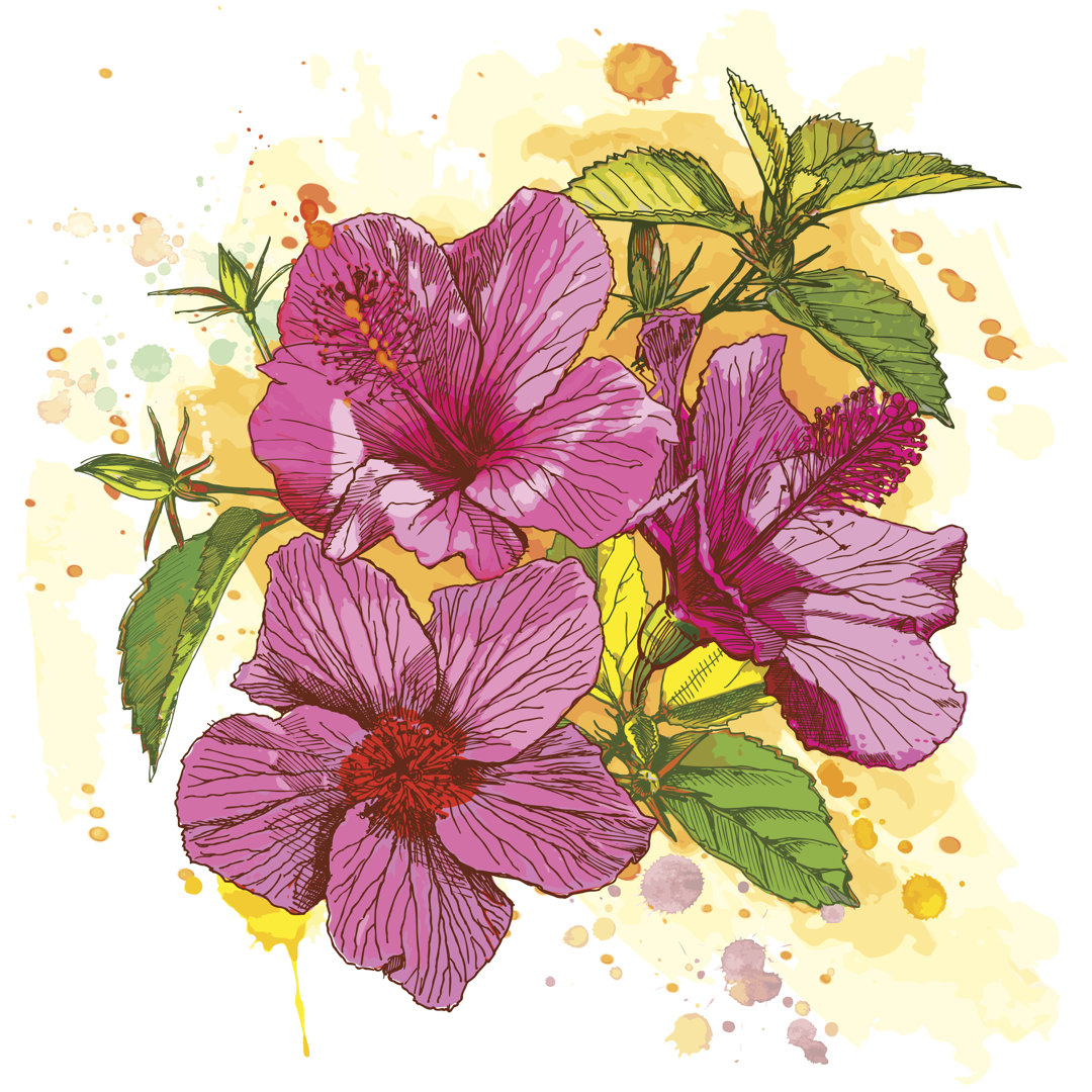 Hibiskus Illustration von -Vladimir- - Leinwandbild