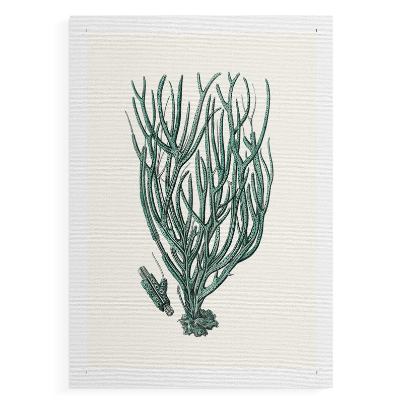 Corail antique antique - impression sur toile seulement - non encadrée