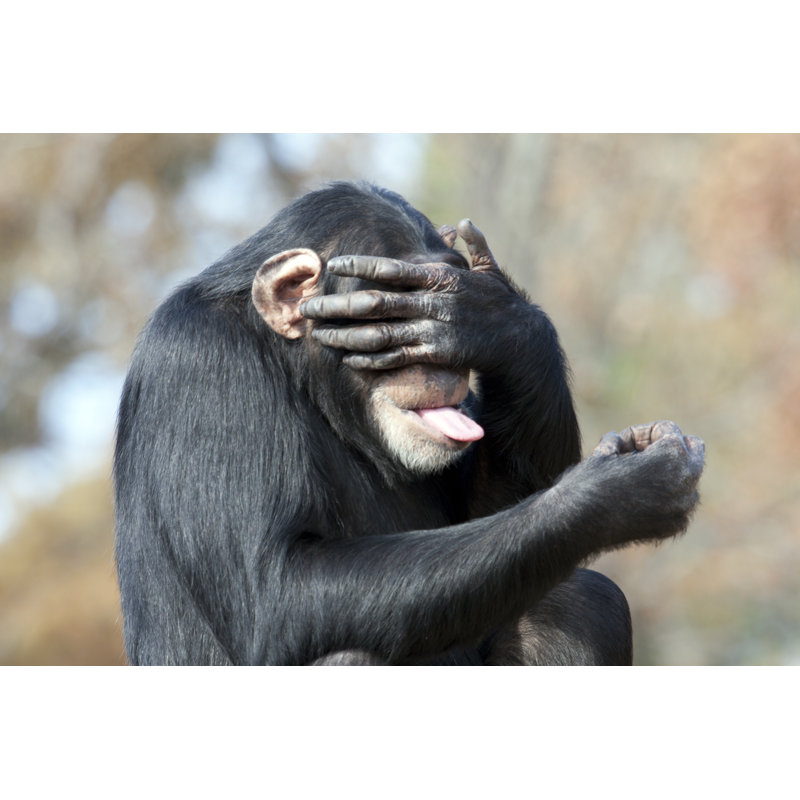 See No Evil by Sfmorris - Wrapped Canvas Print, 32"H x 48"W