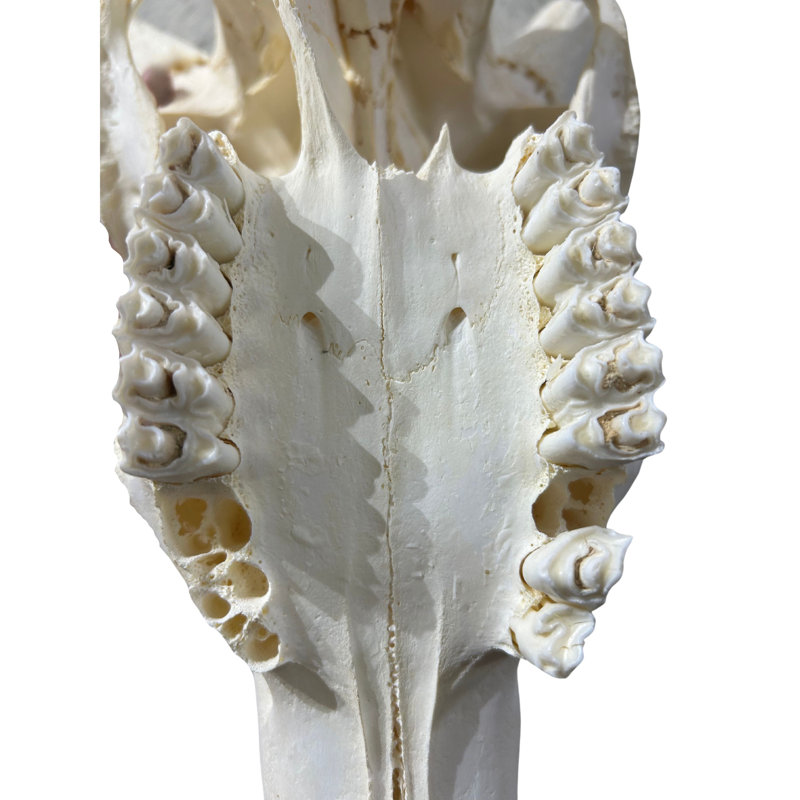 Tieanna Waterbuck Antelope Skull