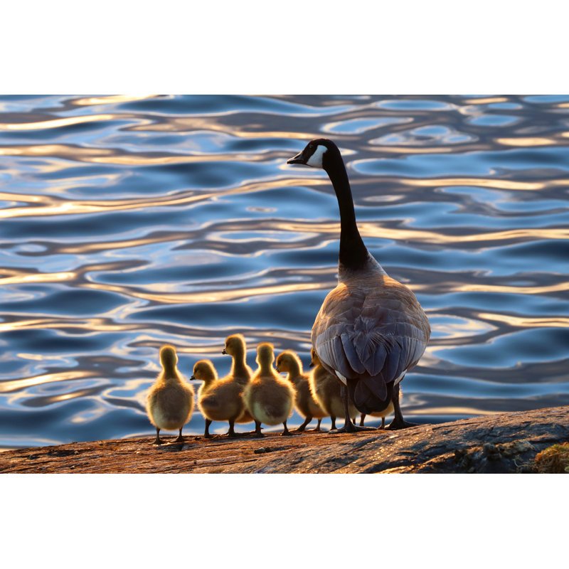 Canadian Geese - Wrapped Canvas Print, 81cm H x 122cm W x 3.8cm D