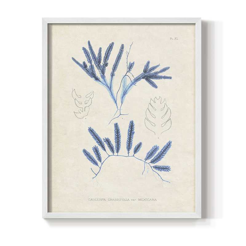 Marine Algae I, reproduction encadrée - bois massif, H 28 po x l 22 po, Blanc