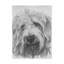 Publicité rétro sur toile tendue Adelphi «Labradoodle»-26108486