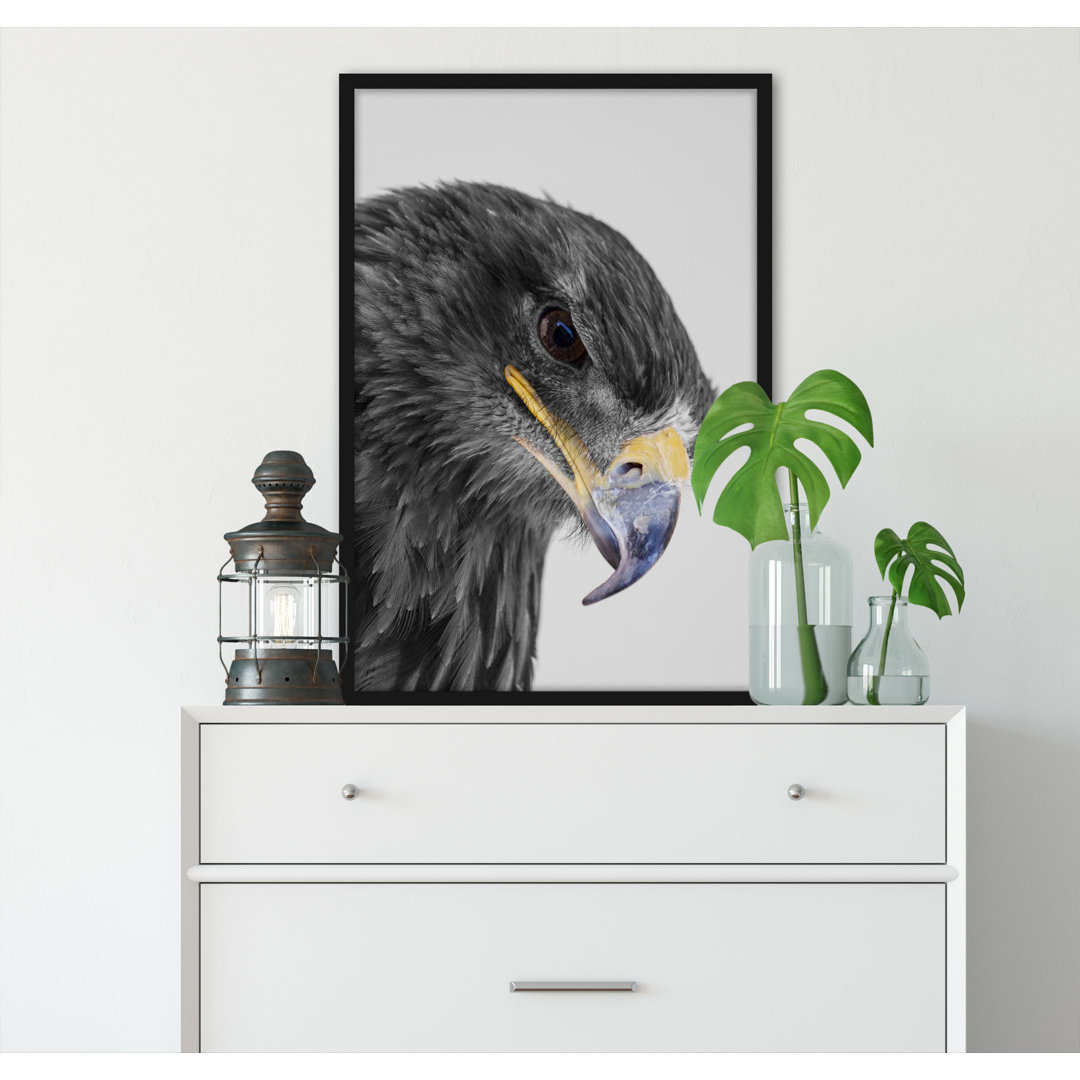 Gerahmtes Poster Wunderschöner Adler im Portrait