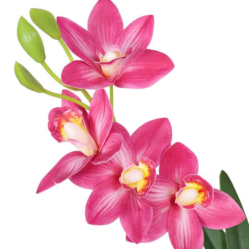 Tige d'orchidée, Rose vif