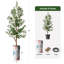 68 plantes-95099206